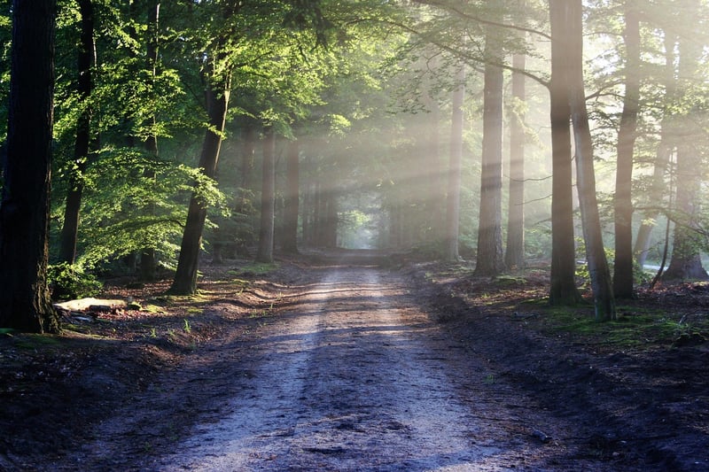 Forests